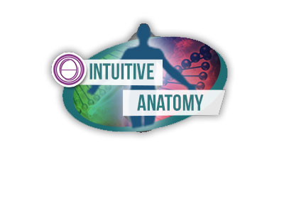 intuitivnaya anatomiya